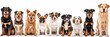 Group of dogs of different sizes and breeds looking at the camera, some cute, panting or happy, in a row, isolated on white, panoramic