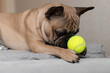Playful french bulldog with ball at home portrait