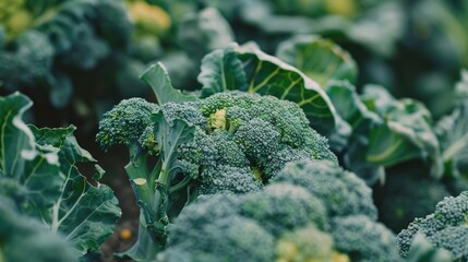 Wall Mural - Broccoli floret vegetable produce animal 