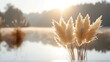 Pampas grass. Minimalistic image of fluffy beige reeds against blurred background of lake and sunrise. Concept of calmness and serenity in nature.