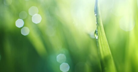 Wall Mural - blade of grass with dew drops. vibrant green grass covered in shiny water droplets. showing tranquil