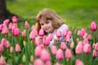 Child in tulip flower field in Holland. Kid in tulips fields in the Netherlands. Kid in blossom tulip flower field. Spring Blooming garden. A young boy smelling the freshly picked tulips.