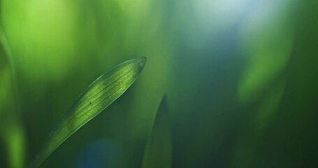 Wall Mural - vibrant green blade of grass with soft sunlight through. shallow dof with slow moving background. sh