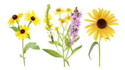 Wall Mural - Set of prairie flowers including coneflower, black-eyed Susan, and goldenrod, isolated on transparent background