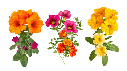 Wall Mural - Set of garden annuals including marigold, petunia, and geranium, isolated on transparent background