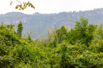 Wall Mural - Green trees in a tropical park as a background