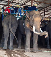 Poster - Portrait of an elephant with large tusks