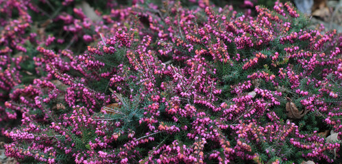 Sticker - heather plant texture