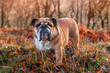 classic Red English British Bulldog Dog standing on dry grass in forest on autumn sunny day
