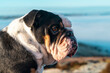 Black tri-color English British Bulldog Dog against blue sky with copy space