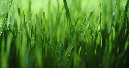 Wall Mural - sunlight shining through spring grass with dew drops. vibrant meadow with shiny water droplets. show