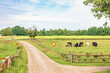 Gravel road in the countryside with grazing cattles on a meadow