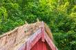 Roof ridge on a thatched barn with lush green foliage