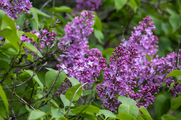 Wall Mural - Full frame abstract texture background of flower blossoms and buds on a Persian lilac bush (syringa persica)