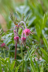 Wall Mural - Full frame abstract texture background of budding red flower blossoms on a perennial prairie smoke (geum triflorum) plant