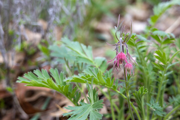 Wall Mural - Full frame abstract texture background of budding red flower blossoms on a perennial prairie smoke (geum triflorum) plant