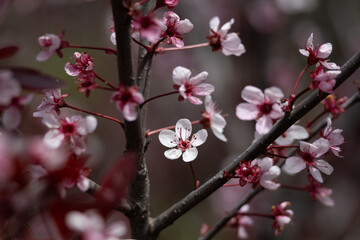 Wall Mural - Full frame abstract texture background of flower blossoms on a purple leaf sand cherry bush (prunus cistena)