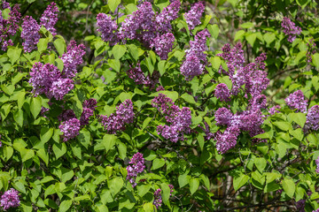 Wall Mural - Full frame abstract texture background of flower blossoms and buds on a Persian lilac bush (syringa persica)
