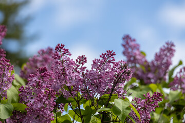 Wall Mural - Full frame abstract texture background of flower blossoms and buds on a Persian lilac bush (syringa persica)