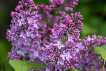 Wall Mural - Full frame abstract texture background of flower blossoms and buds on a Persian lilac bush (syringa persica)