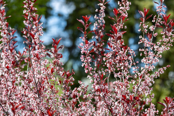 Wall Mural - Full frame abstract texture background of flower blossoms on a purple leaf sand cherry bush (prunus cistena)