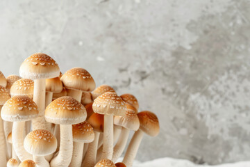 Poster - A group of mushrooms are growing against a gray background