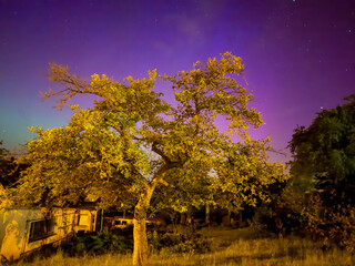 Wall Mural - tree in the aurora night