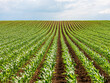 Seamless rows of young corn plants growing in a vast, vibrant green agricultural field