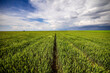 Endless green wheat field with agriculture tracks under a dramatic cloudy skies