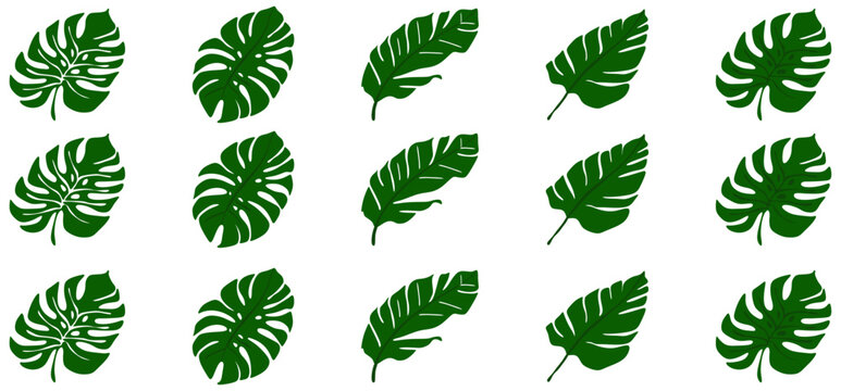 Tropical Monstered Black leaves set hand drawn line Art  vector isolated on white Background