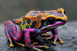 Close-up of a vibrant and multicolored frog sitting on a rock