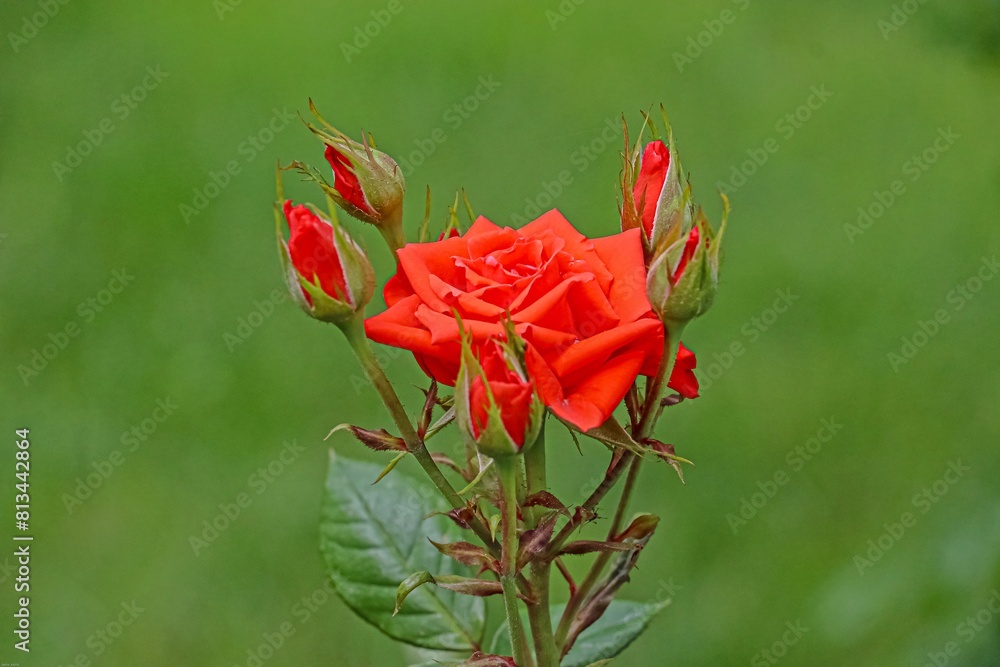 Rose is the name given to woody perennial angiosperm fragrant plant ...