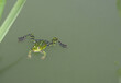 Frosch schwimmt im Teich