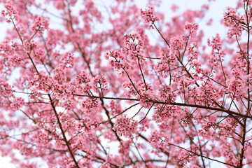 Wall Mural - Phaya suae flower or sakura flower in Thailand