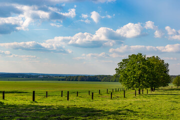 Wall Mural - Rural landscape with field and sky.