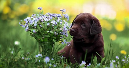 Wall Mural - chocolate labrador puppy biting forget me nots while sitting on grass outdoors