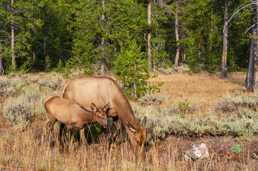 an elk and her baby at yellowstone national park