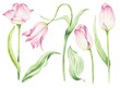 Tulip flowers watercolor botanical illustrations 