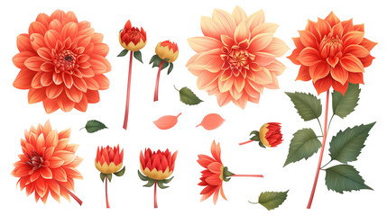 Wall Mural - Set of dahlia elements including dahlia flowers, buds, petals, and leaves
