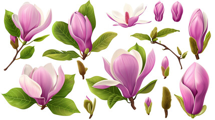 Wall Mural - Set of magnolia elements including magnolia blooms, buds, petals, and broad leaves