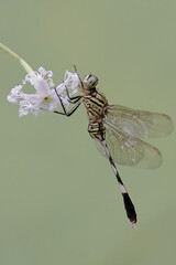 Wall Mural - A green marsh hawk eating winged bean flower. This insect has the scientific name Orthetrum sabina.