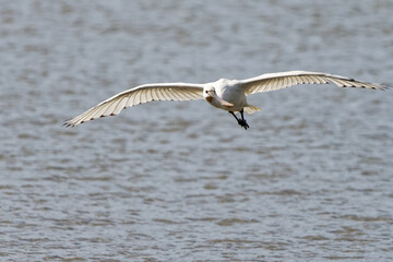 Sticker - Spatule blanche - Platalea leucorodia - échassiers - Threskiornithidae
