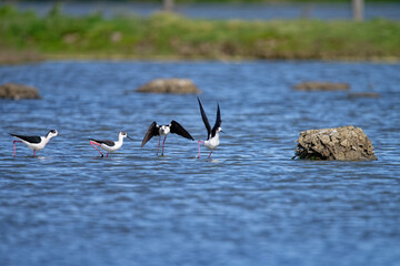 Canvas Print - Échasse blanche - Himantopus himantopus - oiseaux échassiers - limicoles - Recurvirostridae