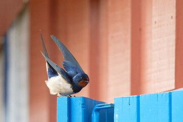 Sticker - Hirondelle rustique - Hirundo rustica