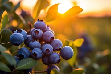 A close up of blueberries growing on a farm. Blueberries isolated on sunset background,