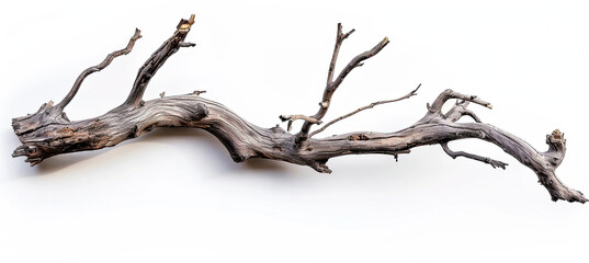 dry tree branch isolated on white background. broken branches