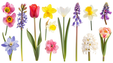 Wall Mural - Set of various spring flowers including tulips, daffodils, and hyacinths, isolated on transparent background