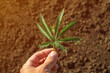 Agronomist examining development of industrial hemp (Cannabis Sativa) crop, holding leaf in hand
