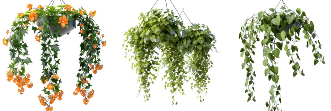 set of creepers with cascading growth and tiny orange blossoms, suitable for hanging baskets, isolated on transparent background