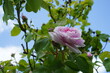 Rosafarbene Rose an einem Strauch im Frühling